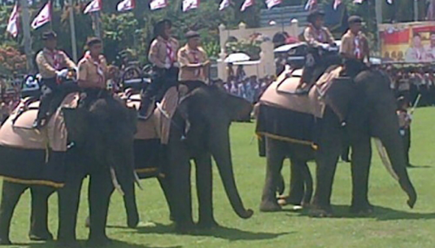 Kawanan Gajah Masuk Areal Istana Siak