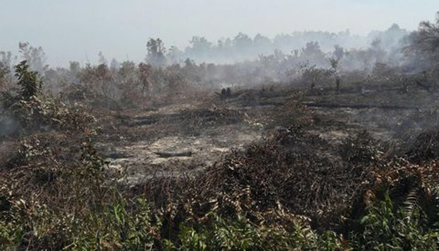 Cagar Biosfer di Riau Terbakar, Heli Superpuma Dikerahkan untuk Water Bombing