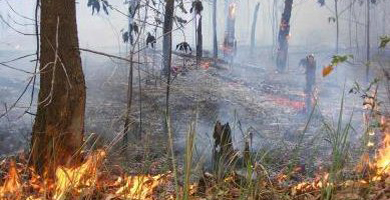 Cegah Kebakaran Hutan, Bupati Bengkalis Kumpulkan Pejabat