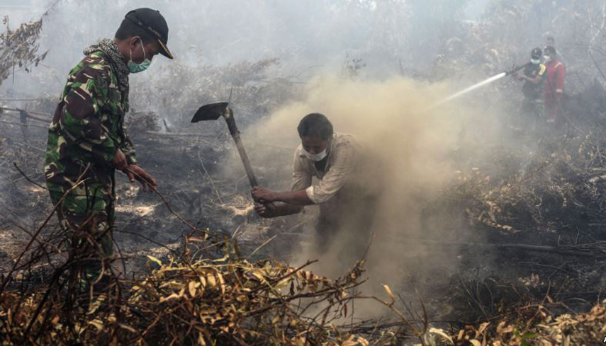 Jokowi Perintahkan Izin Perusahaan Pelaku Pembakaran Hutan Dicabut 
