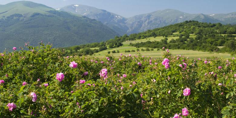 Bulgaria Bisa Jadi Pilihan Destinasi Wisata Bagi Pecinta Mawar