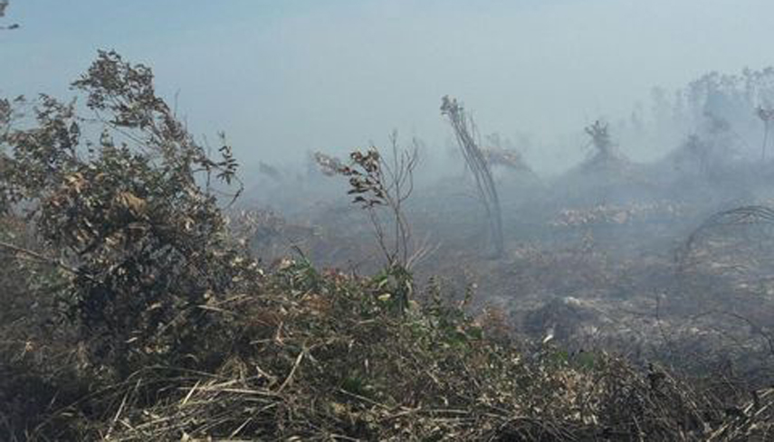Kebakaran Lahan di Dumai Meluas, Status akan Ditingkatkan Siaga Darurat