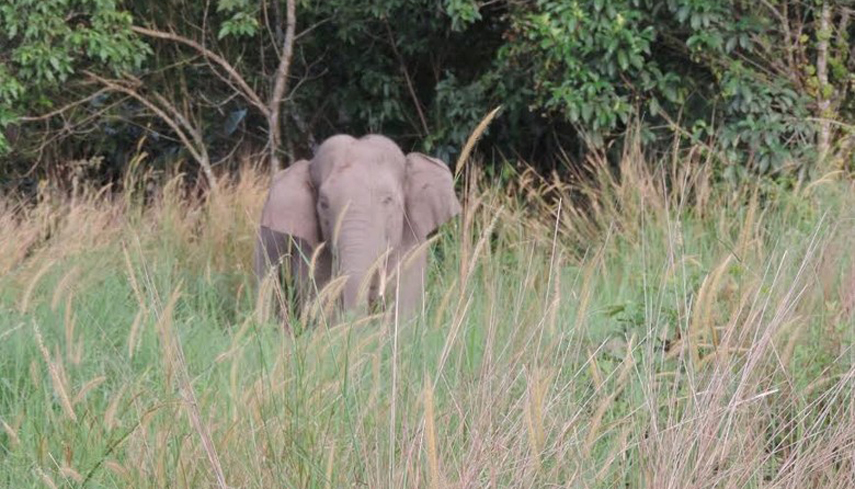 Gajah Liar Masuk Kota Pekanbaru, 4 Keluarga Diungsikan