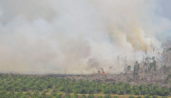 Menhut: Pemadaman Kebakaran Hutan dengan Bahan Penyerap Oksigen akan Diuji Coba